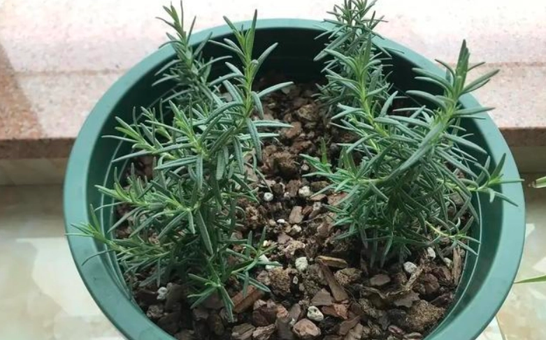 迷迭香繁殖方法 迷迭香繁殖方法