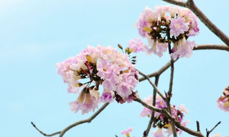 風鈴木象征意義