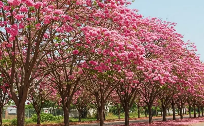 風鈴木象征意義