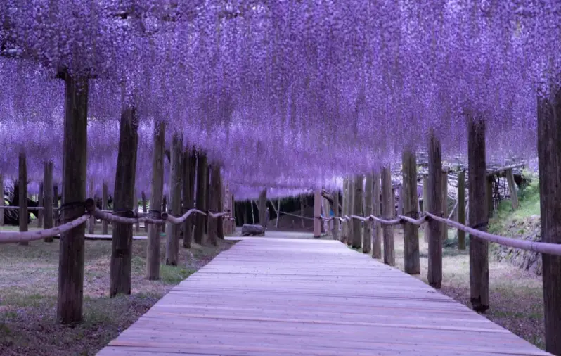 藤花名所