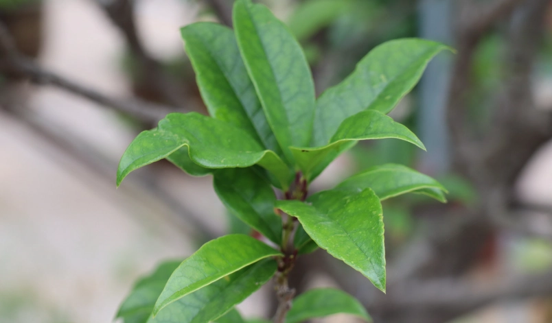 桂花葉子栽培
