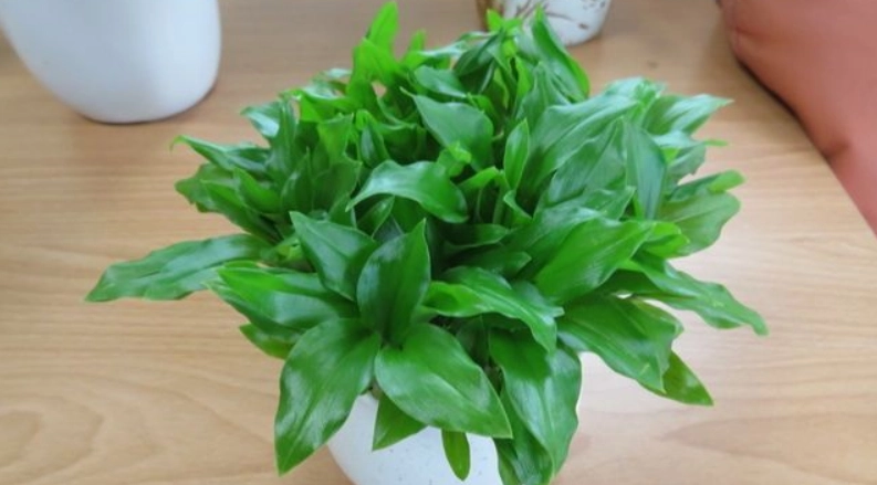 月桃盆栽種植
