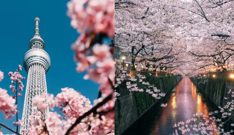 賞櫻最佳時間 賞櫻最佳時間