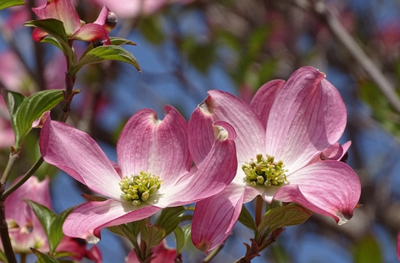 四照花栽培技巧