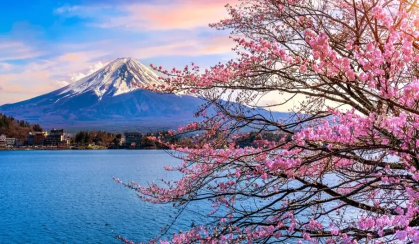 櫻花前線 櫻花前線