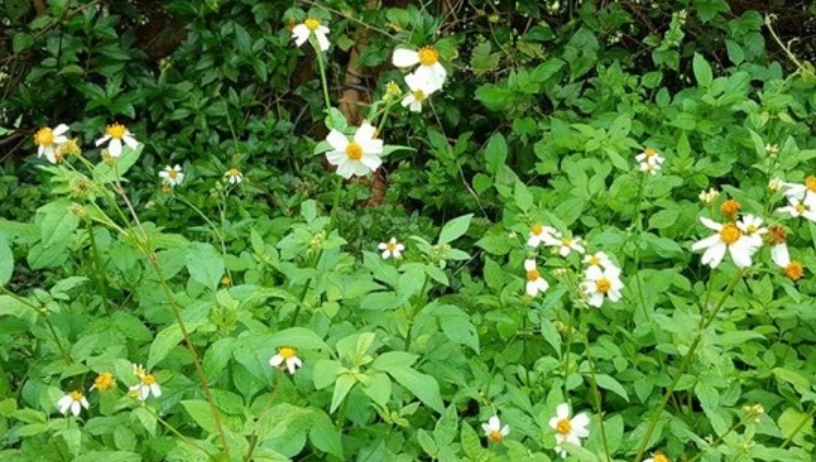 白花鬼頭針使用方法