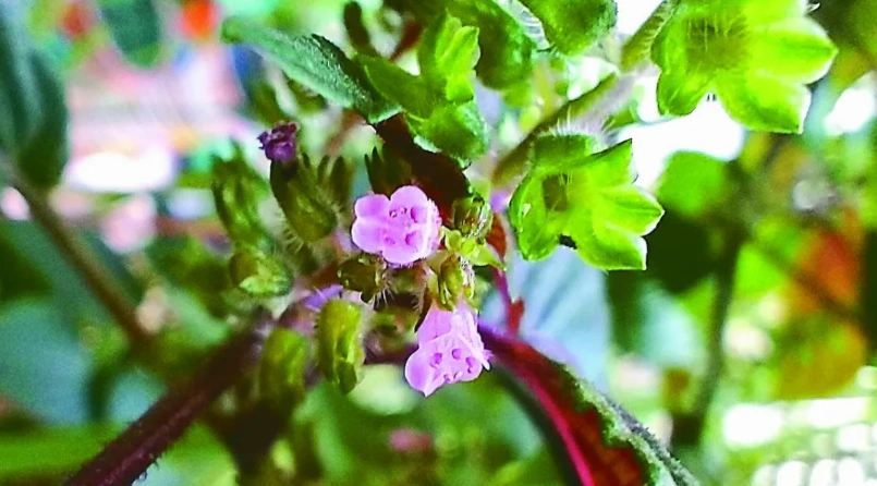 紫蘇花使用方法