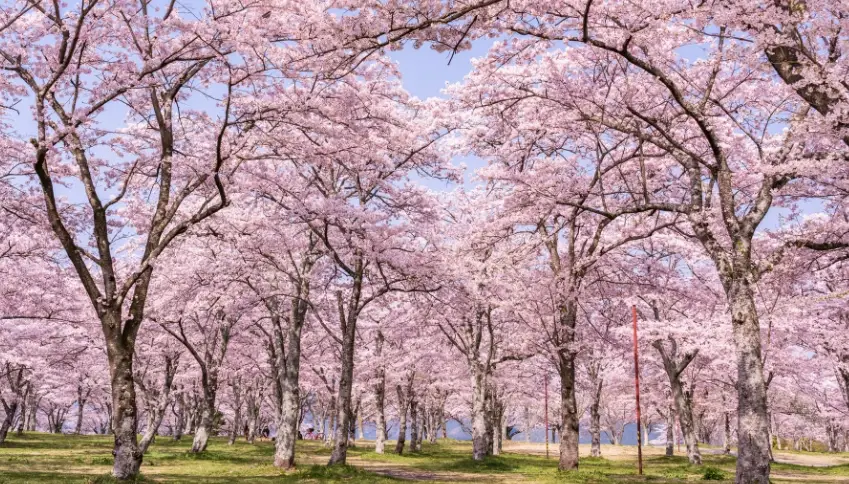 櫻花前線最早 櫻花前線最早