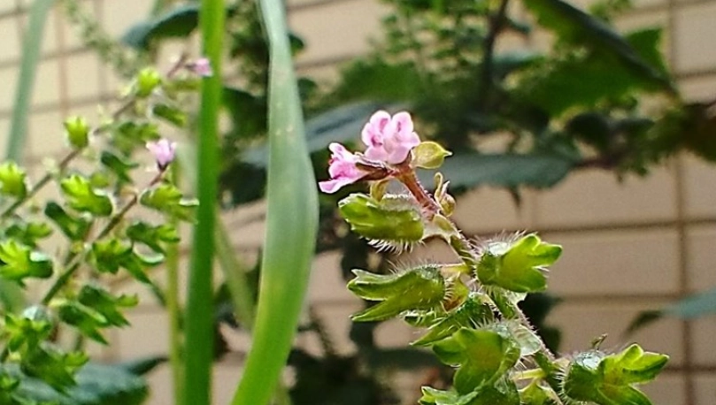 紫蘇花好處