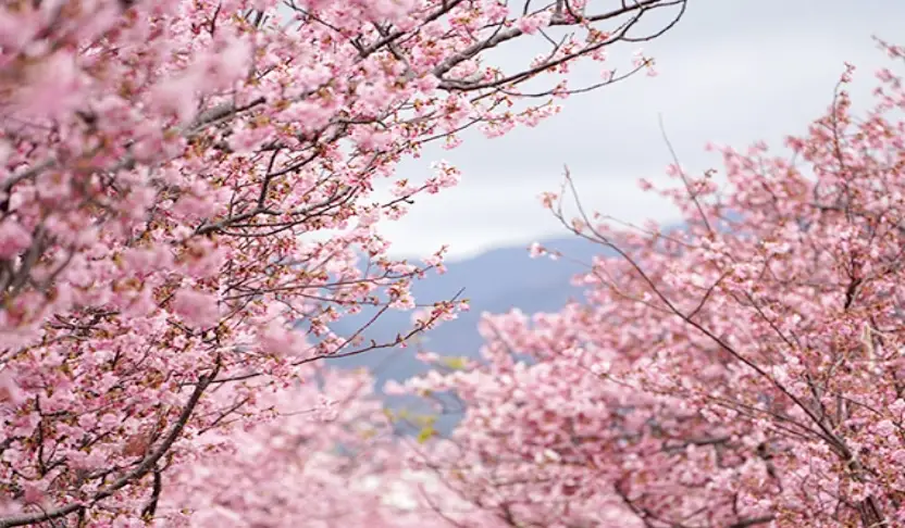 早開櫻花地點 早開櫻花地點