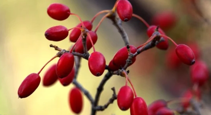 山茱萸食用注意