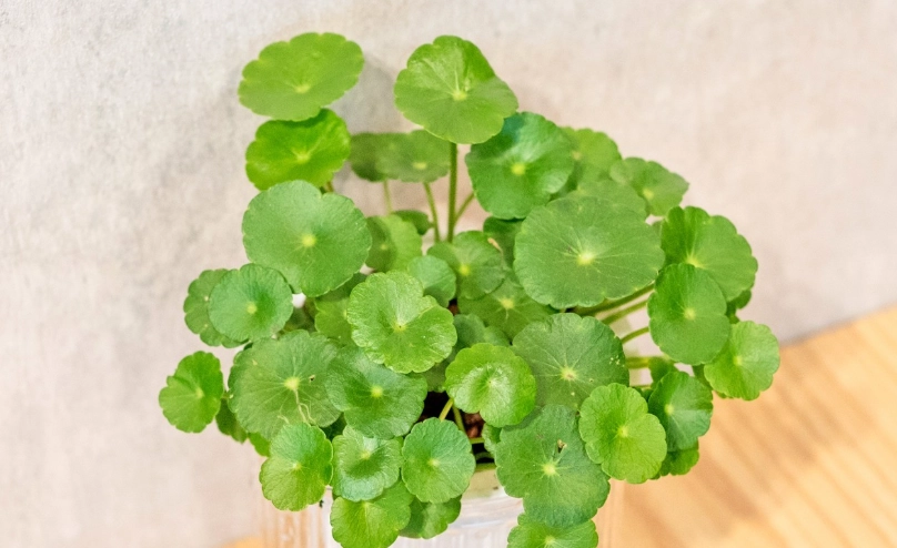 金錢草盆栽種植