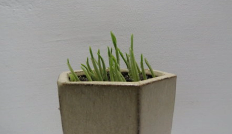 月桃盆栽種植