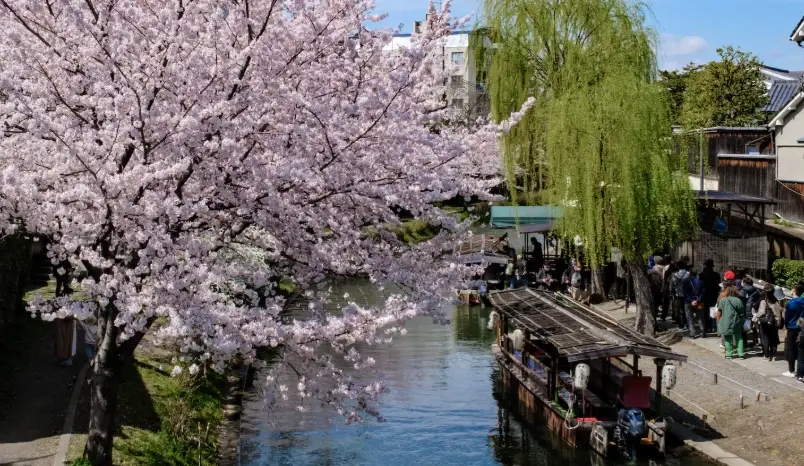 京都賞櫻時間