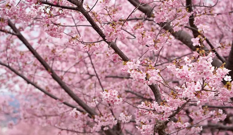早開櫻花地點 早開櫻花地點