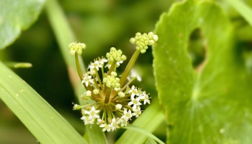 金錢草開花照顧