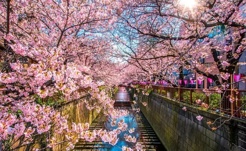 賞櫻最佳時間 賞櫻最佳時間