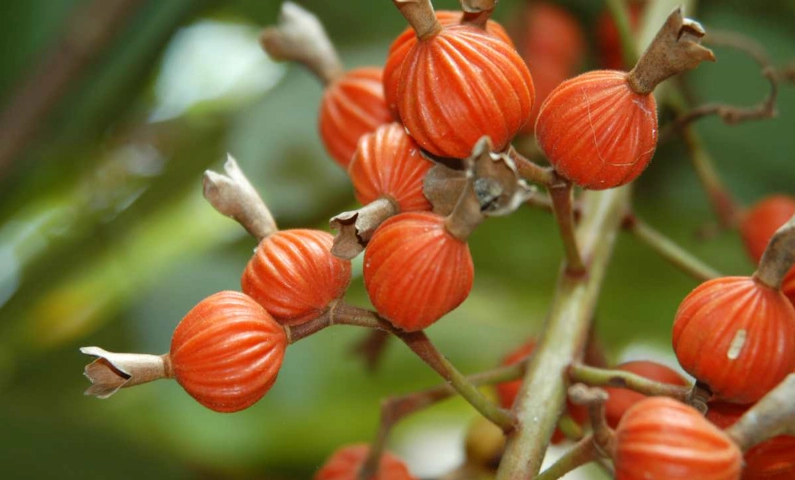 月桃果實好處