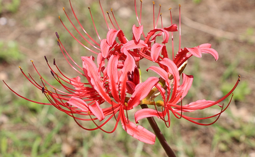 紅花石蒜開花時間