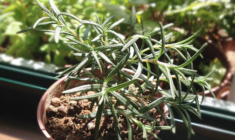 迷迭香扦插技巧 迷迭香扦插技巧