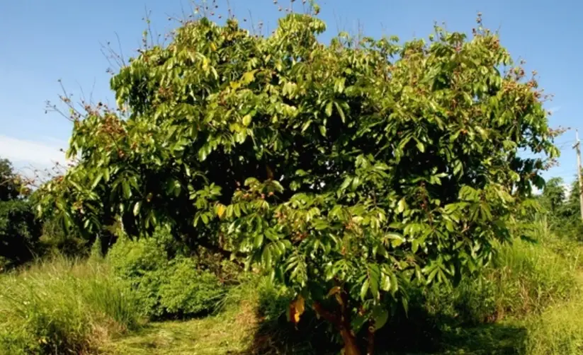 龍眼樹種植壽命