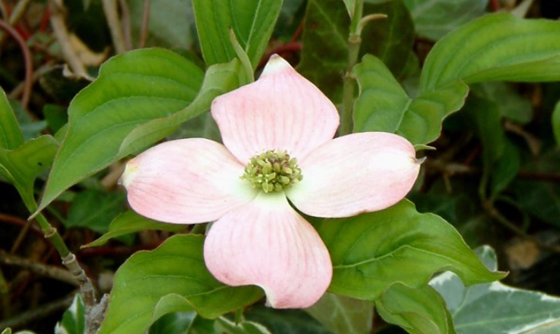 四照花栽培技巧