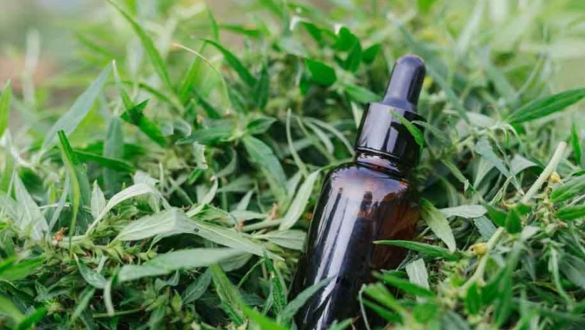 天然驅蟲方法 天然驅蟲方法