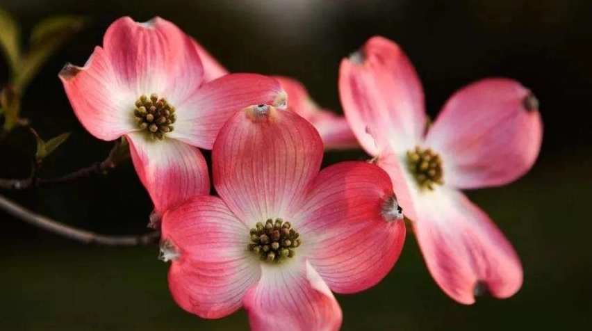 四照花栽培技巧