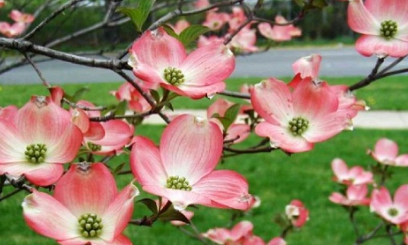 四照花栽培技巧