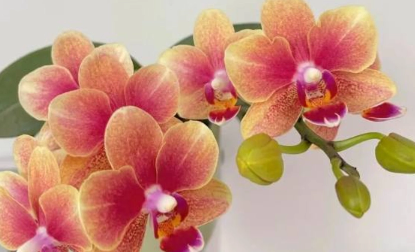 蝴蝶蘭開花方法