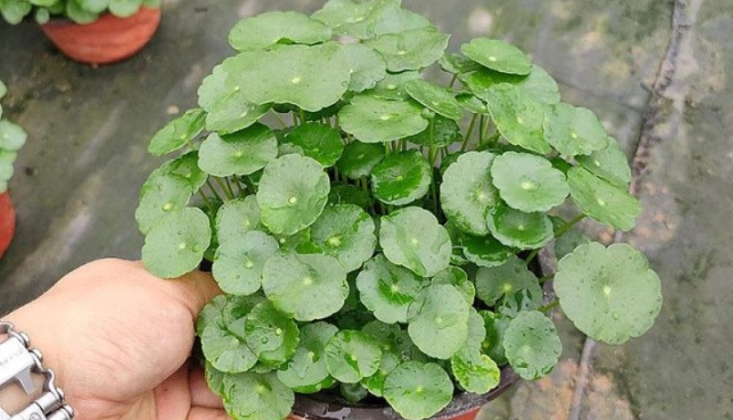 金錢草盆栽照顧