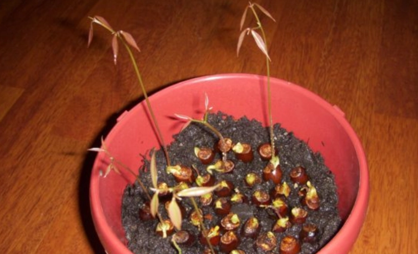 荔枝盆栽照顧 荔枝盆栽照顧