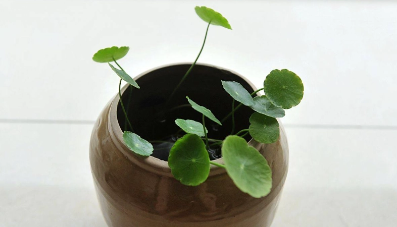 銅錢草種植 銅錢草種植