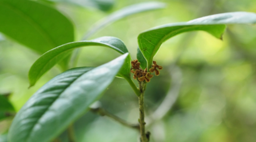 桂花葉子特徵