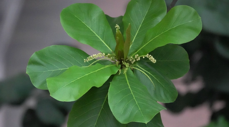 榄仁叶使用方法