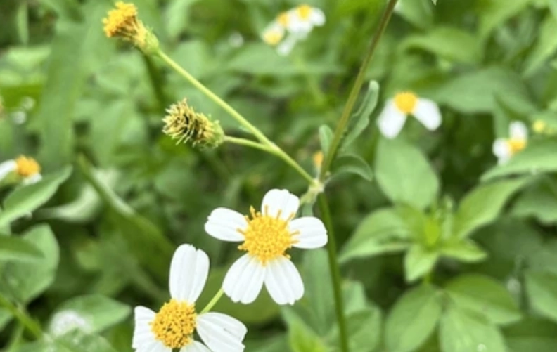 白花鬼頭針副作用