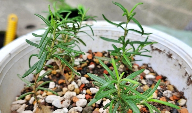 迷迭香繁殖方法 迷迭香繁殖方法