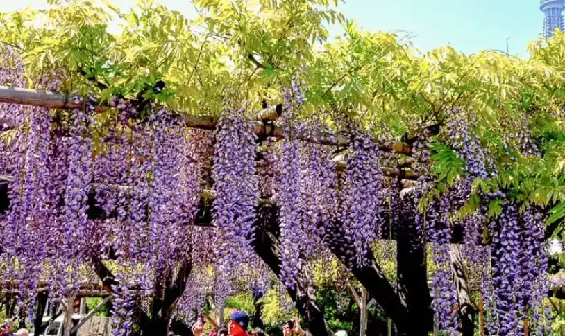 紫藤花觀賞地點