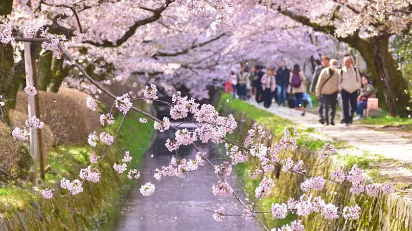 京都櫻花預測