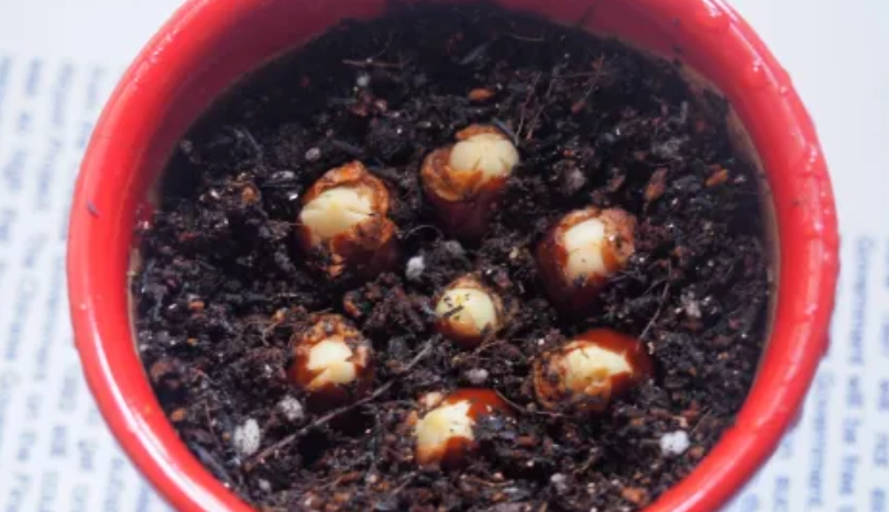 荔枝盆栽照顧 荔枝盆栽照顧