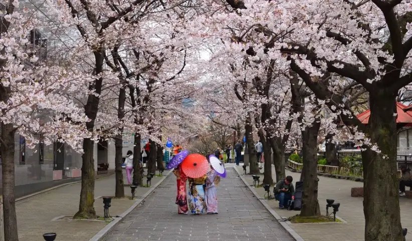賞櫻最佳時間 賞櫻最佳時間