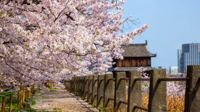 早開櫻花地點 早開櫻花地點
