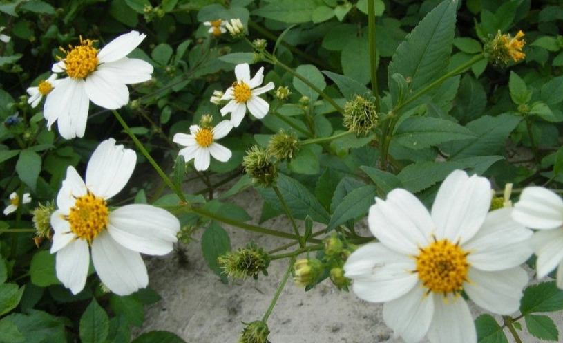 白花鬼頭針使用方法