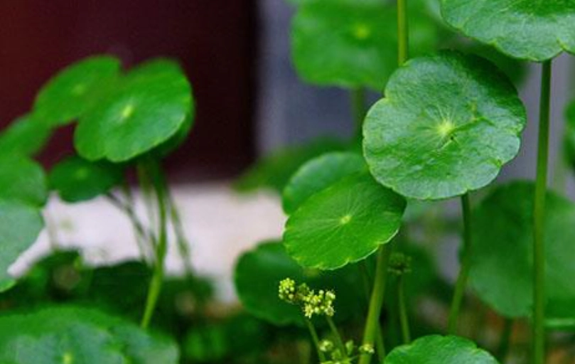 金錢草開花照顧