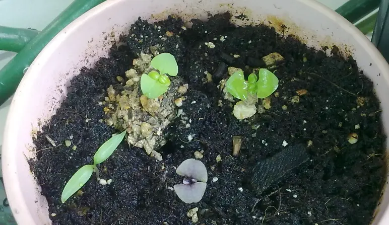 迷迭香繁殖方法 迷迭香繁殖方法