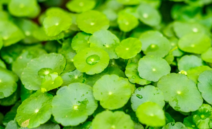 銅錢草種植 銅錢草種植