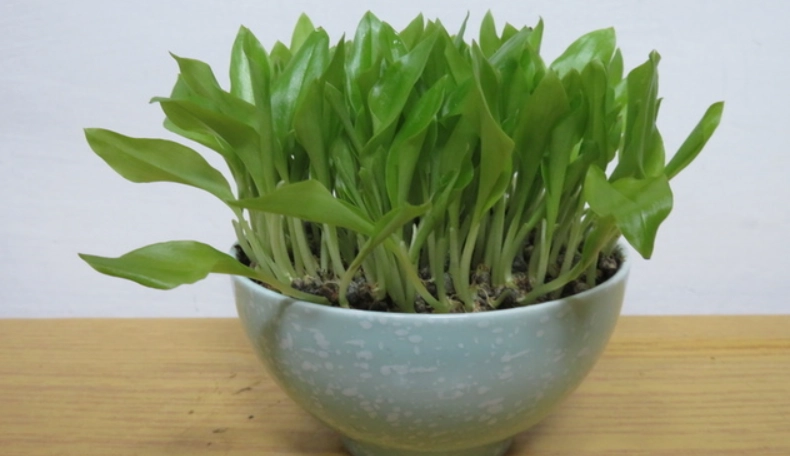 月桃盆栽種植