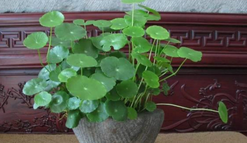 金錢草盆栽風水