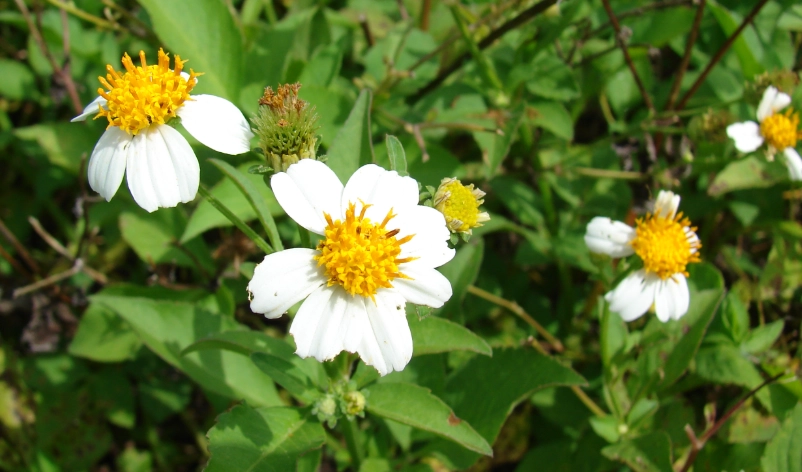 白花鬼頭針副作用