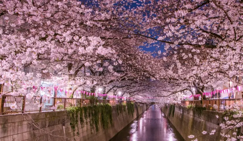 東京櫻花晚開 東京櫻花晚開